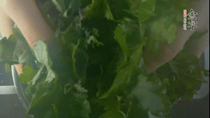 【面皮】1.鍋中水開時(shí)，放挑揀好的艾草和一撮小蘇打，第一遍煮開后倒掉，重新加水大火煮開后，小火煮1小時(shí)。煮爛的艾草用紗布瀝干。